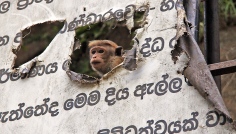 FOTOGALERIE: Kde narazte na makaky na Sr Lance