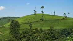 FOTOGALERIE: Zelený koberec Srí Lanky