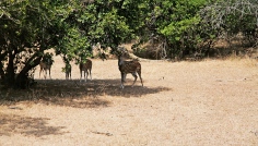 Sri Lanka