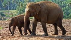 Pinnewala