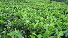 Čajové plantáže