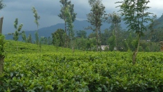 Sri Lanka