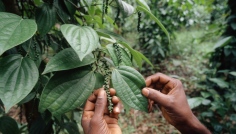 Sri Lanka