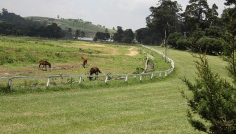 Nuwara Eliya