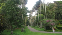 Peradeniya