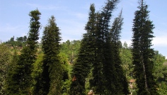 Peradeniya